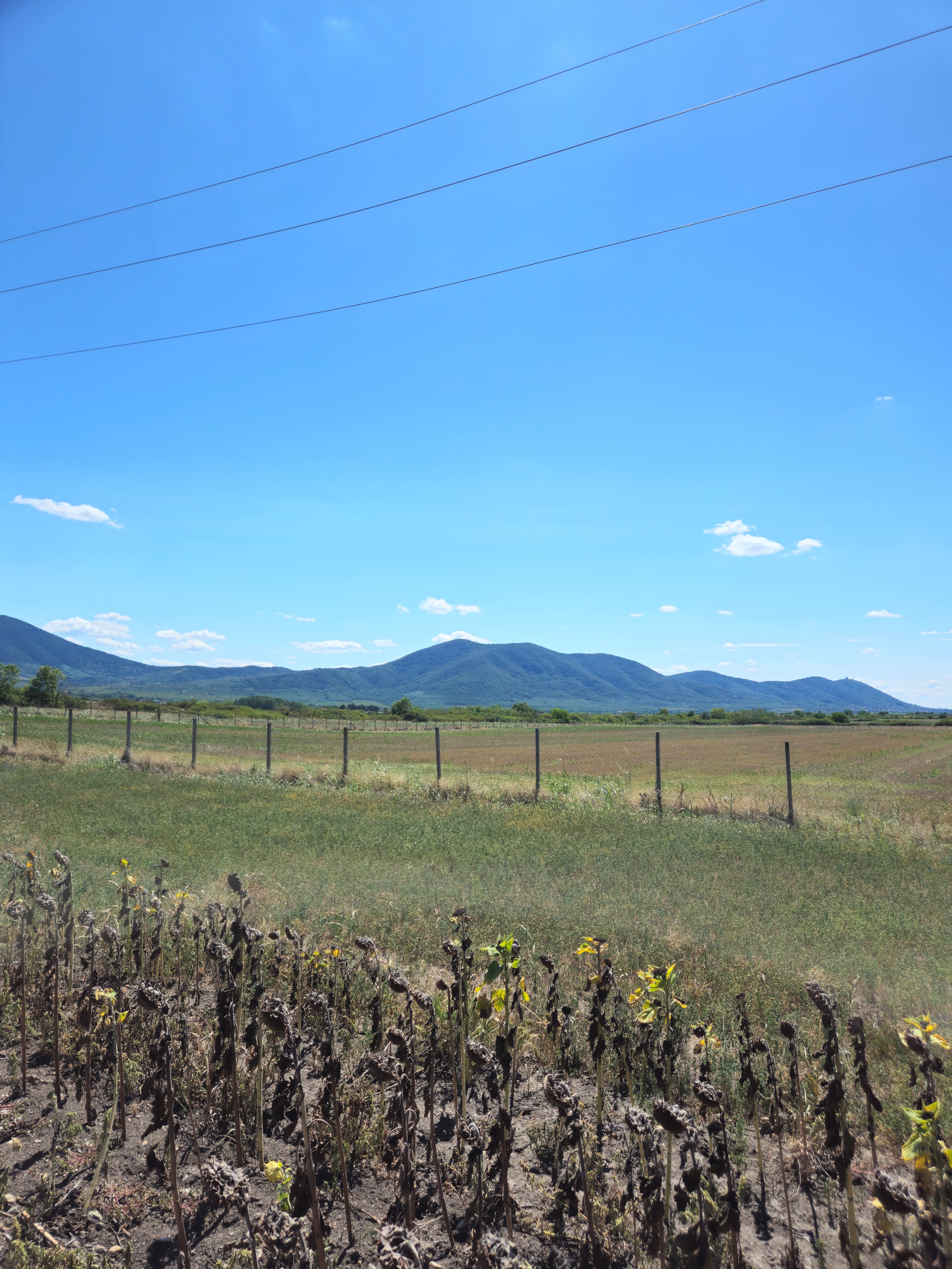 Plantaža oraha 2025 - 25.08.2025