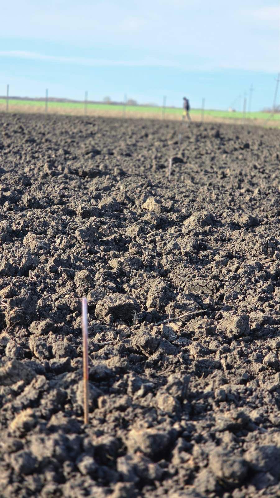 Plantaža oraha 2025 - 25.11.2025 (1)