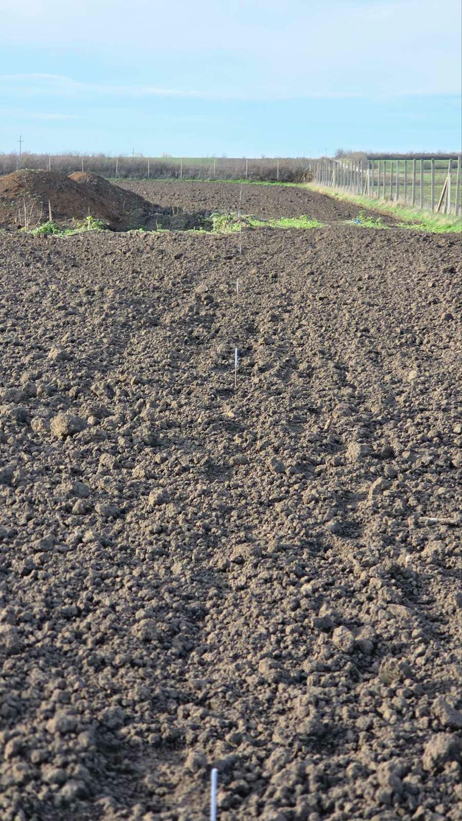 Plantaža oraha 2025 - 25.11.2025 (2)