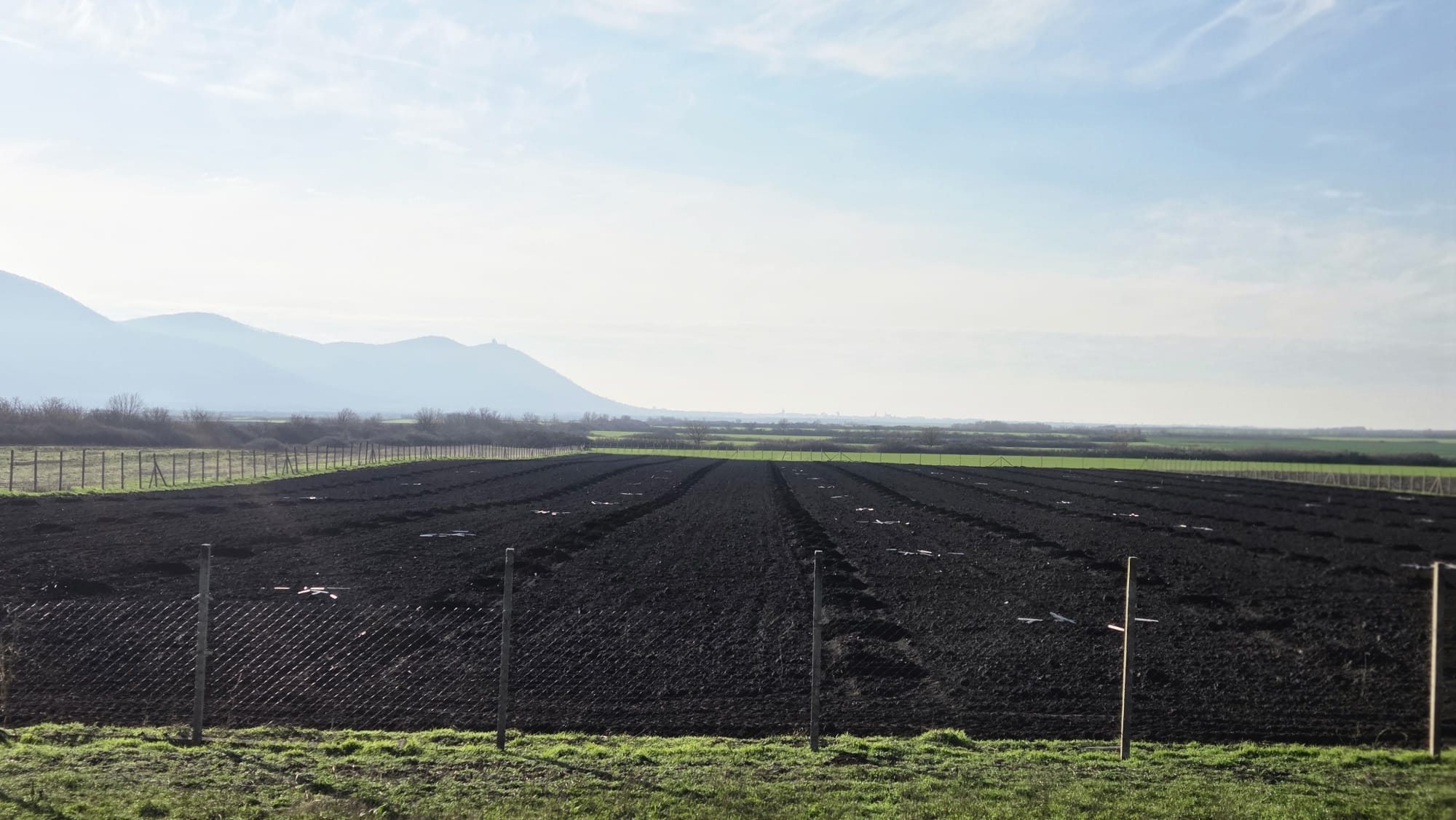 Plantaža oraha 2025 - 20.12.2025 (1)